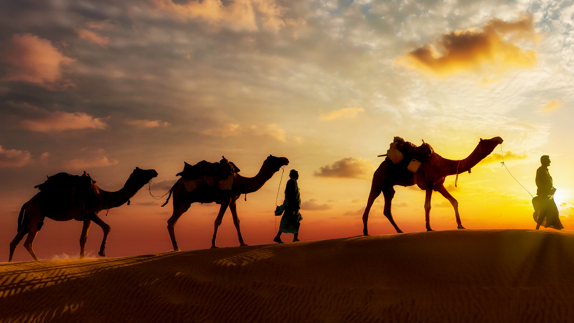 Camellos. La nueva especie de startups en tiempos de COVID19