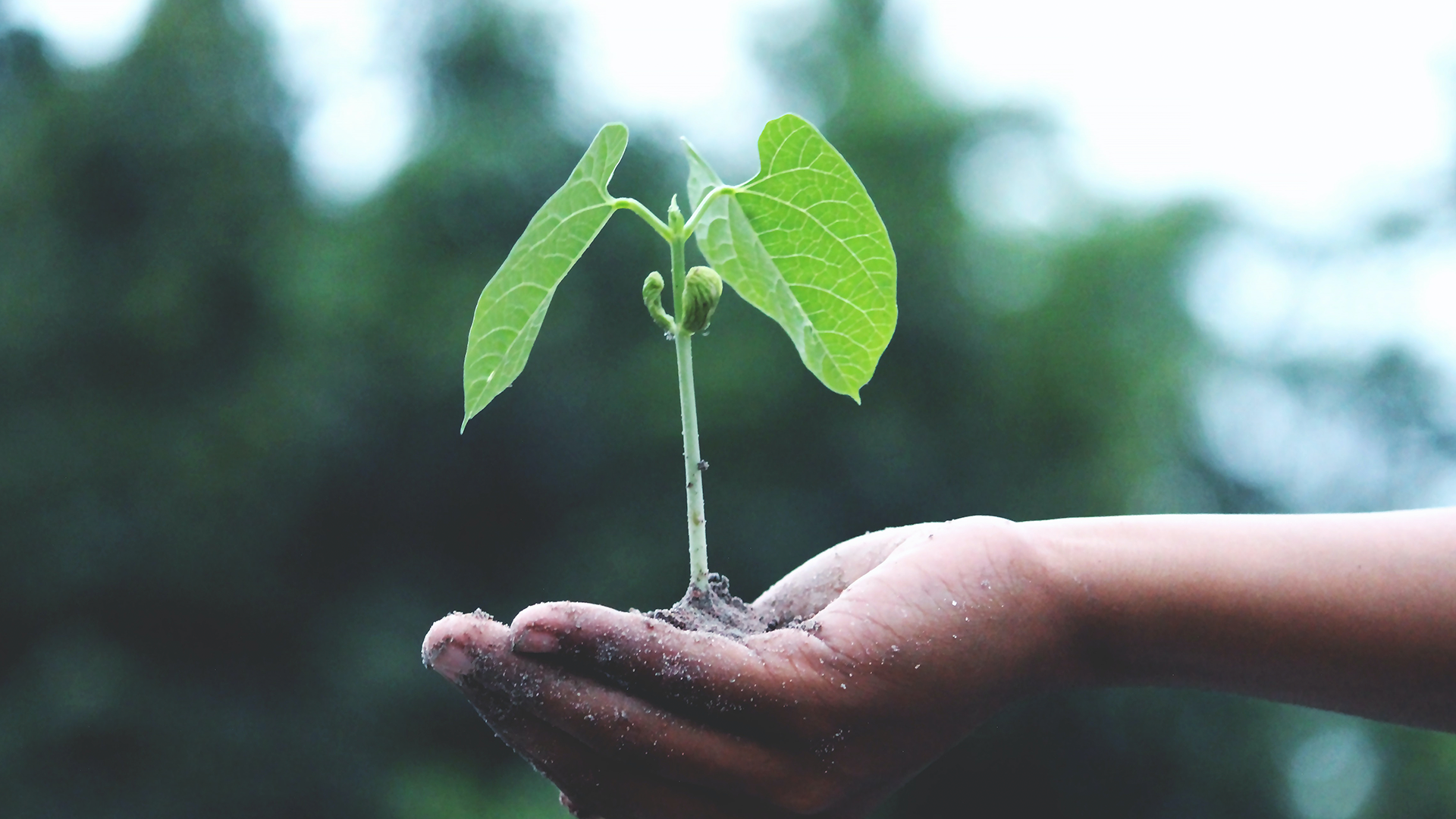 Inversión Socialmente Responsable: salvar al planeta es rentable